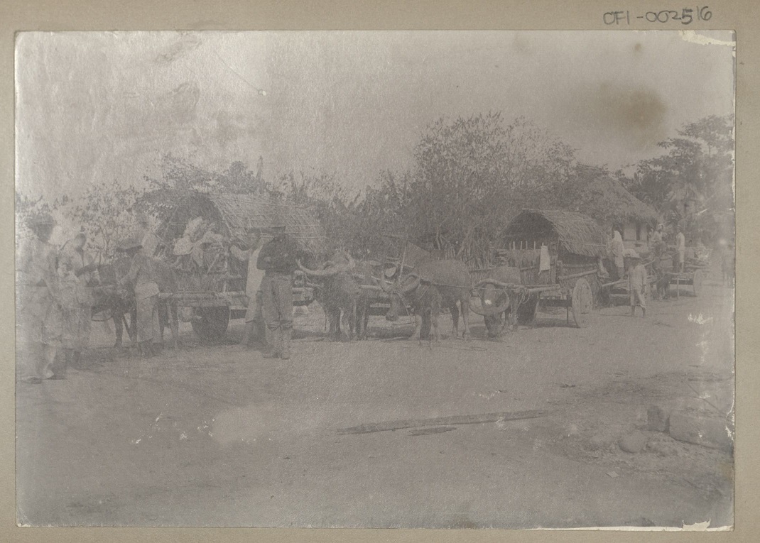 [Untitled – Carabao wagon train].
