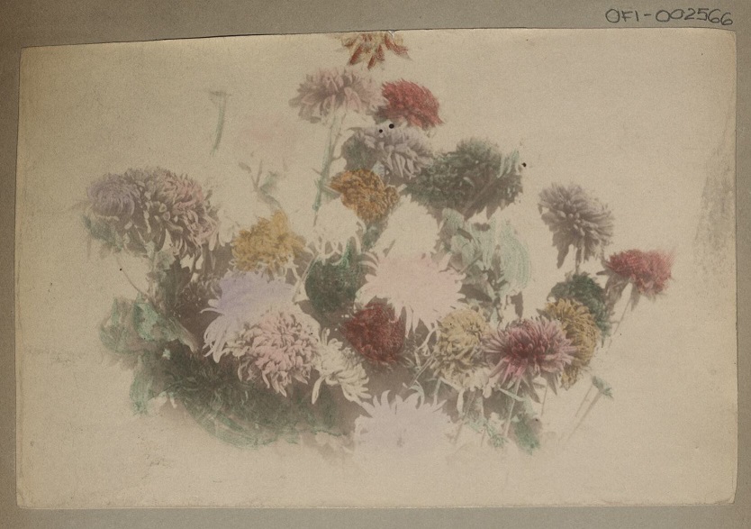 [Untitled – Chrysanthemum flowers].