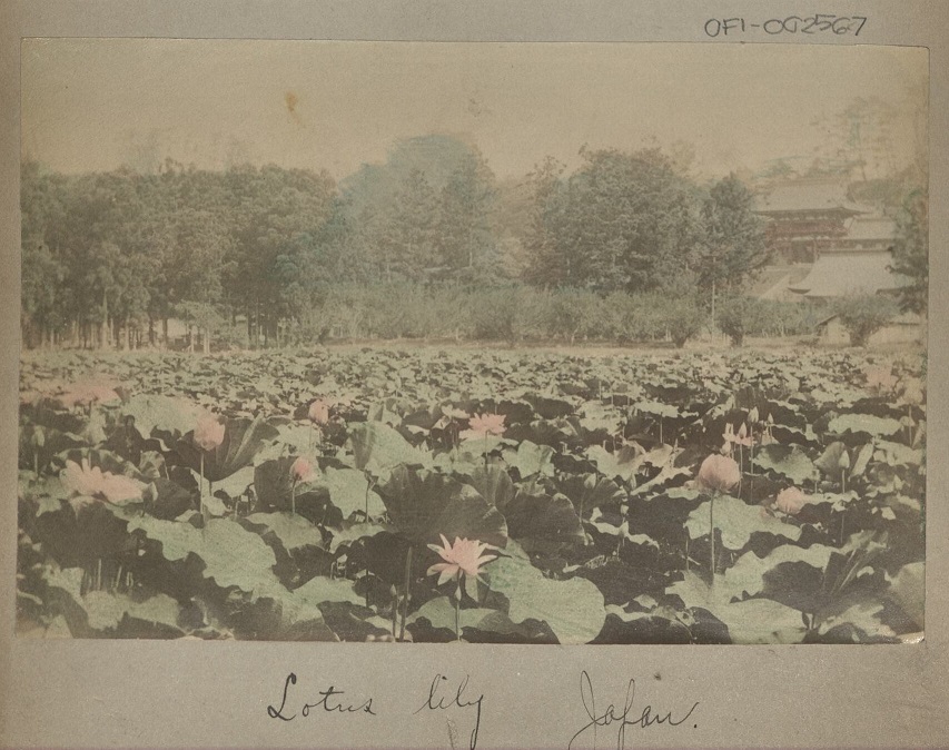 Lotus lily, Japan.
