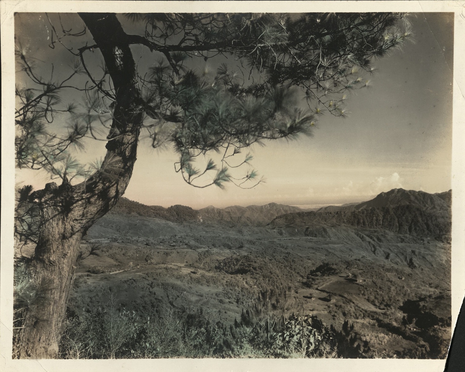 [Untitled – View of mountains framed by pine tree – Mines View Park, Baguio?].