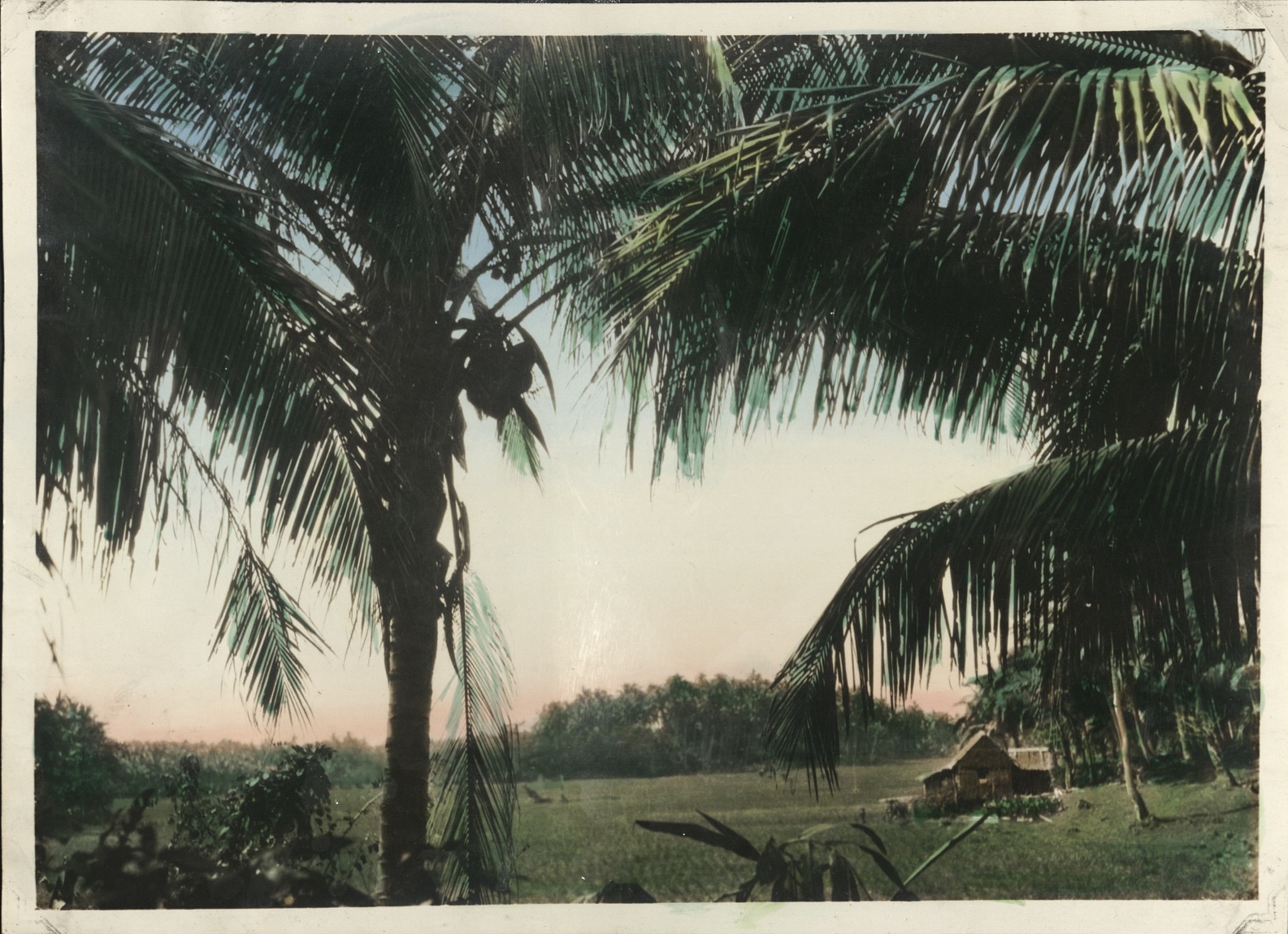 [Untitled – Rice paddies and nipa house seen through palms].