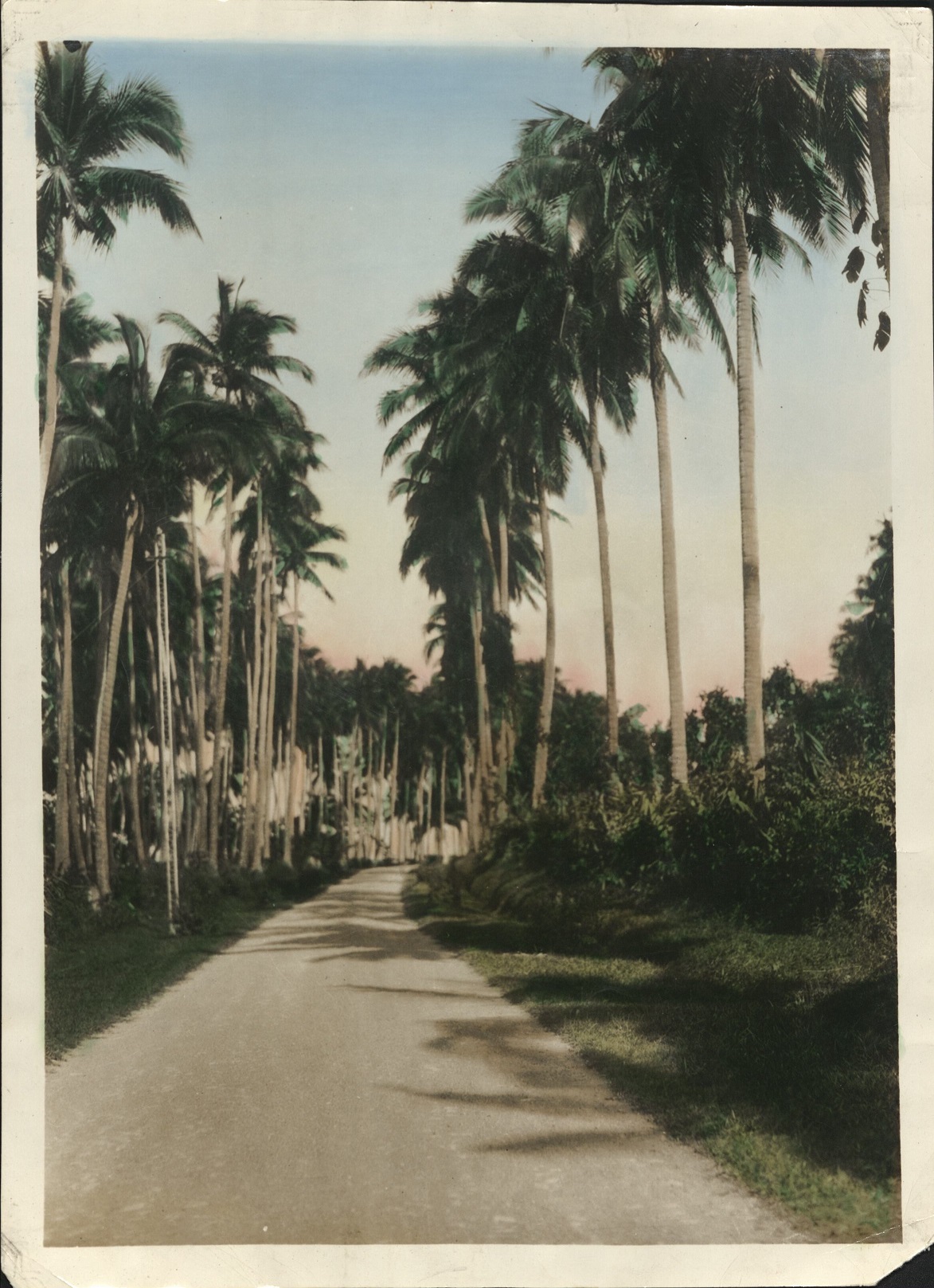[Untitled – Road lined with palms].