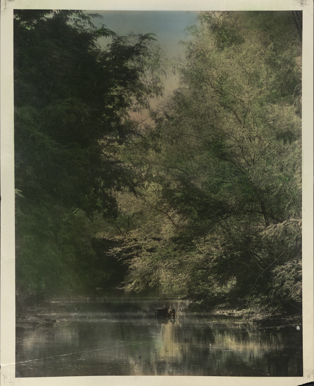[Untitled – Carabao in a shady, tree-lined river].