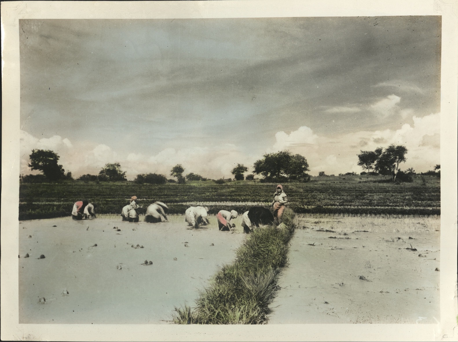 [Untitled – Planting rice].