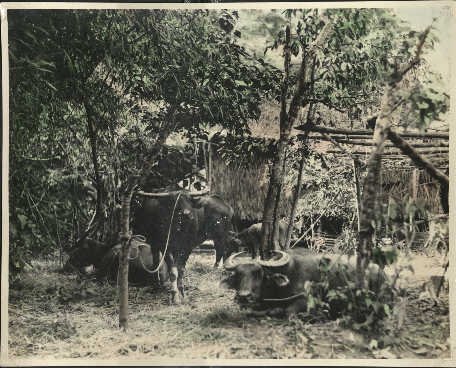 [Untitled – Carabao tied to small trees near a nipa hut].
