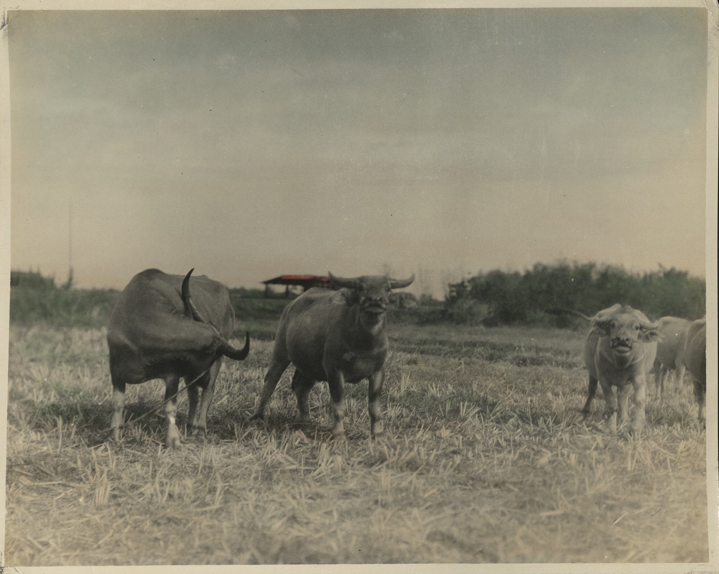 [Untitled – Carabao in a field].