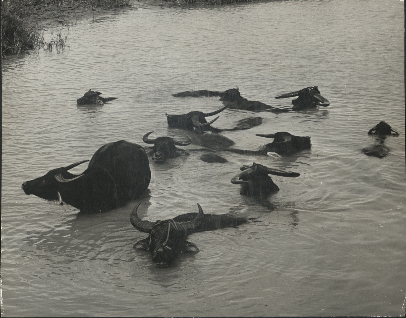 A bunch of carabao taking a bath for themselves at Davao, Philippines. (…)
