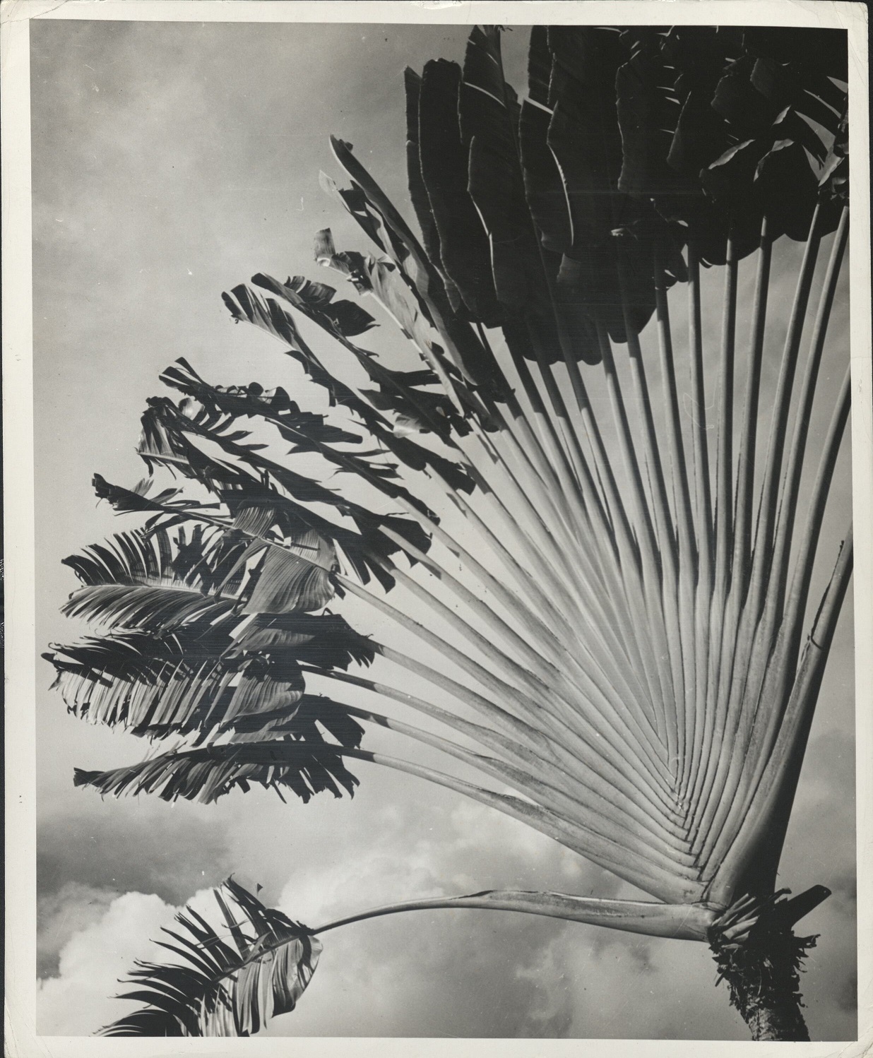 363. PHILIPPINES. Closeup of a palm tree [traveler’s tree].