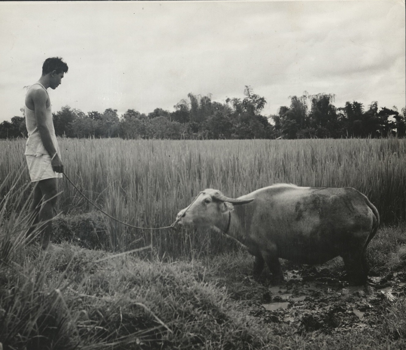 357. PHILIPPINES. After respite from the heat in the water hole, the carabao is being led back to the field.