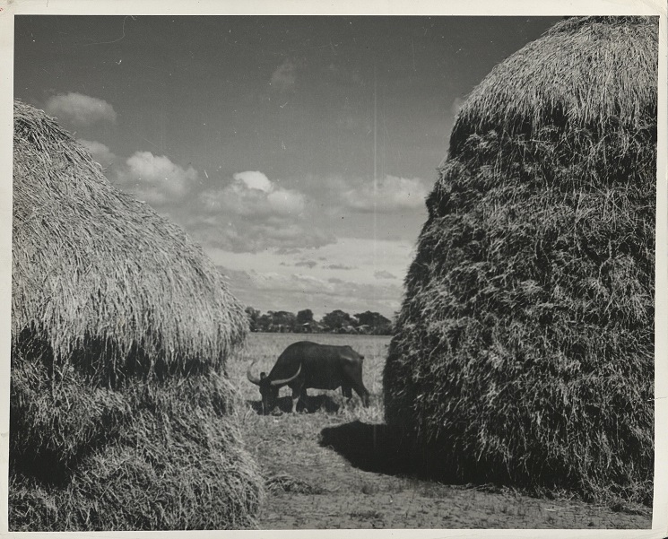 356. PHILIPPINES. The carabao, friendly and a good worker, can be tempermental and may go berserk if driven too hard. (…)