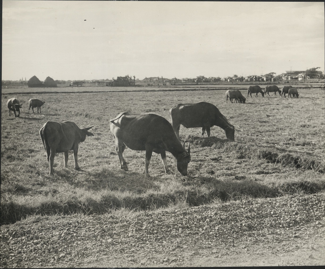 164376. Luzon, Philippine Islands. Indian cows grazing in a field, near Manila. Raised for beef.
