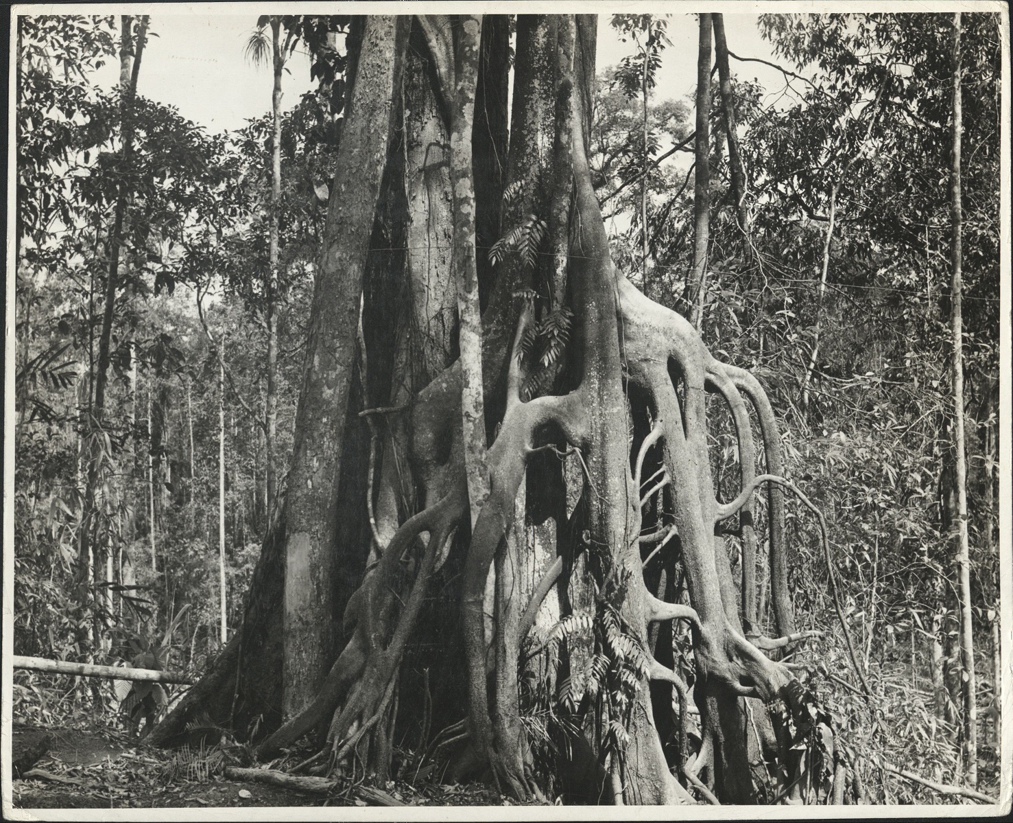 The Balete tree, a parasitic gro… (missing) … Negros.