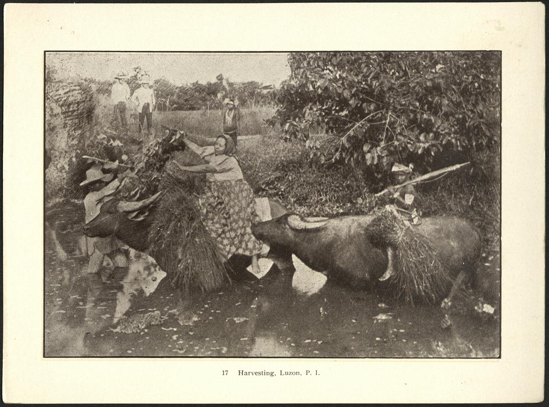 17. Harvesting, Luzon, P. I.