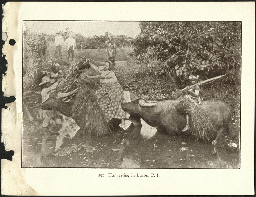291. Harvesting in Luzon, P. I.