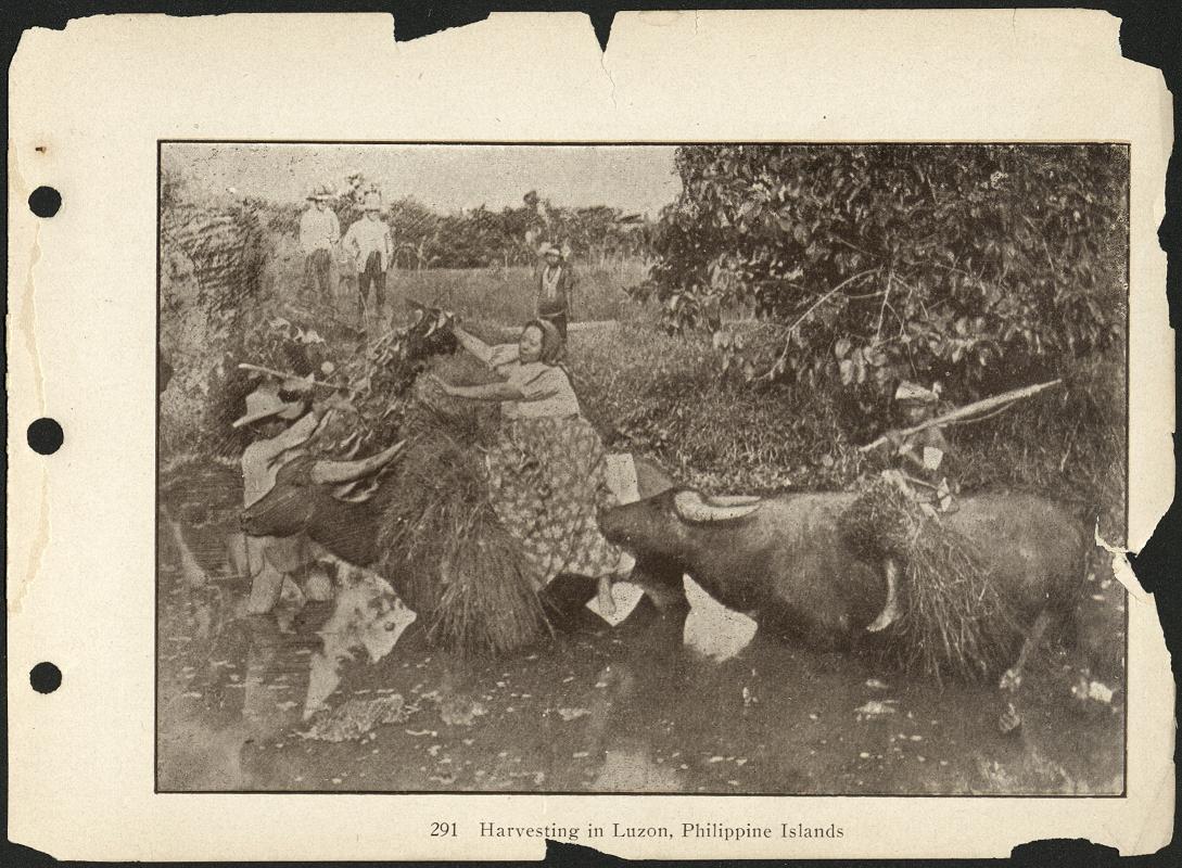 291. Harvesting in Luzon, Philippine Islands.