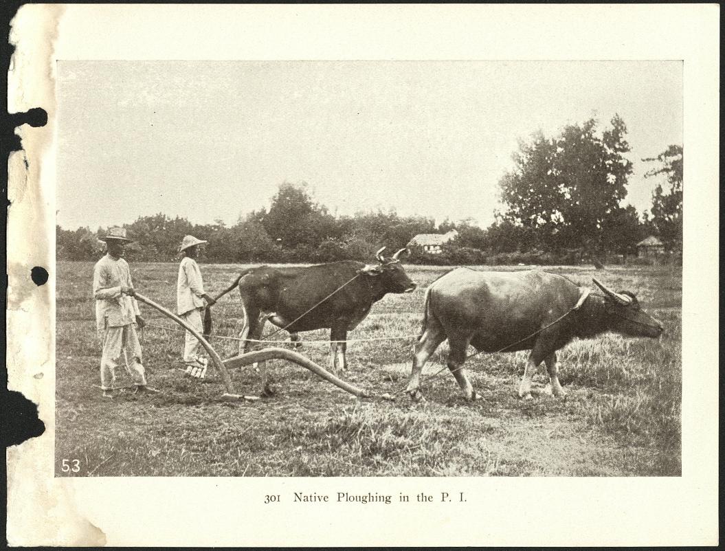 301. Native ploughing [plowing] in the P. I.