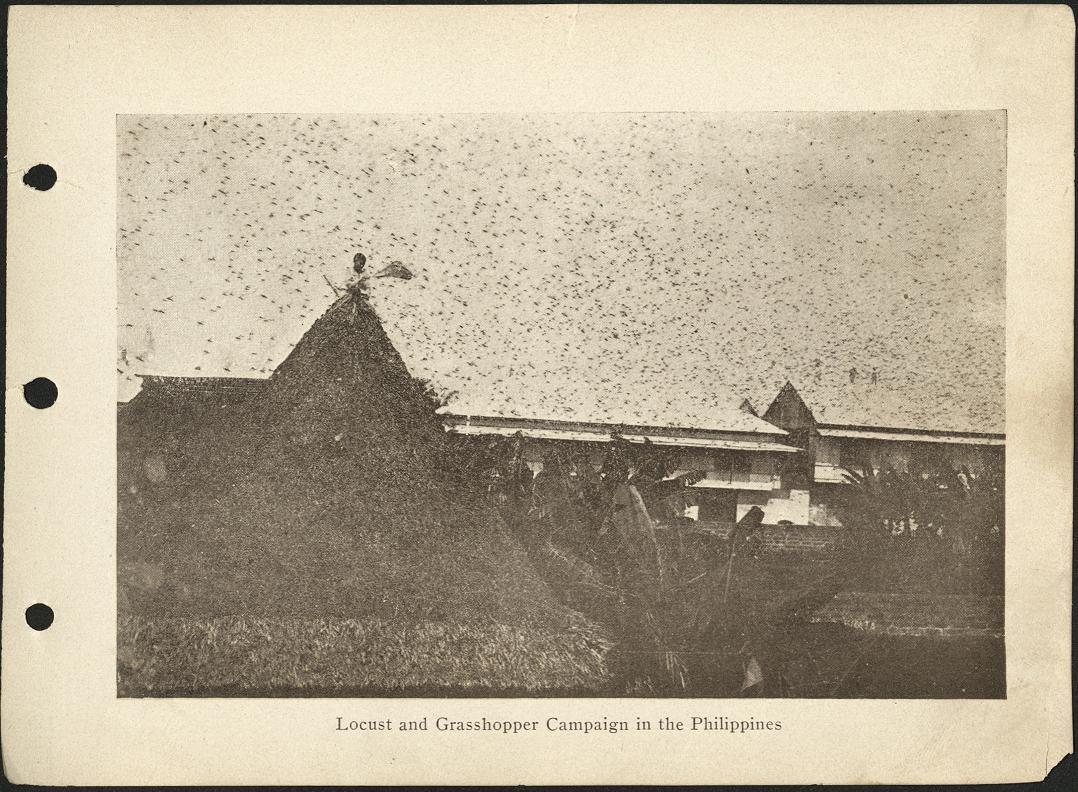 Locust and grasshopper campaign in the Philippines.