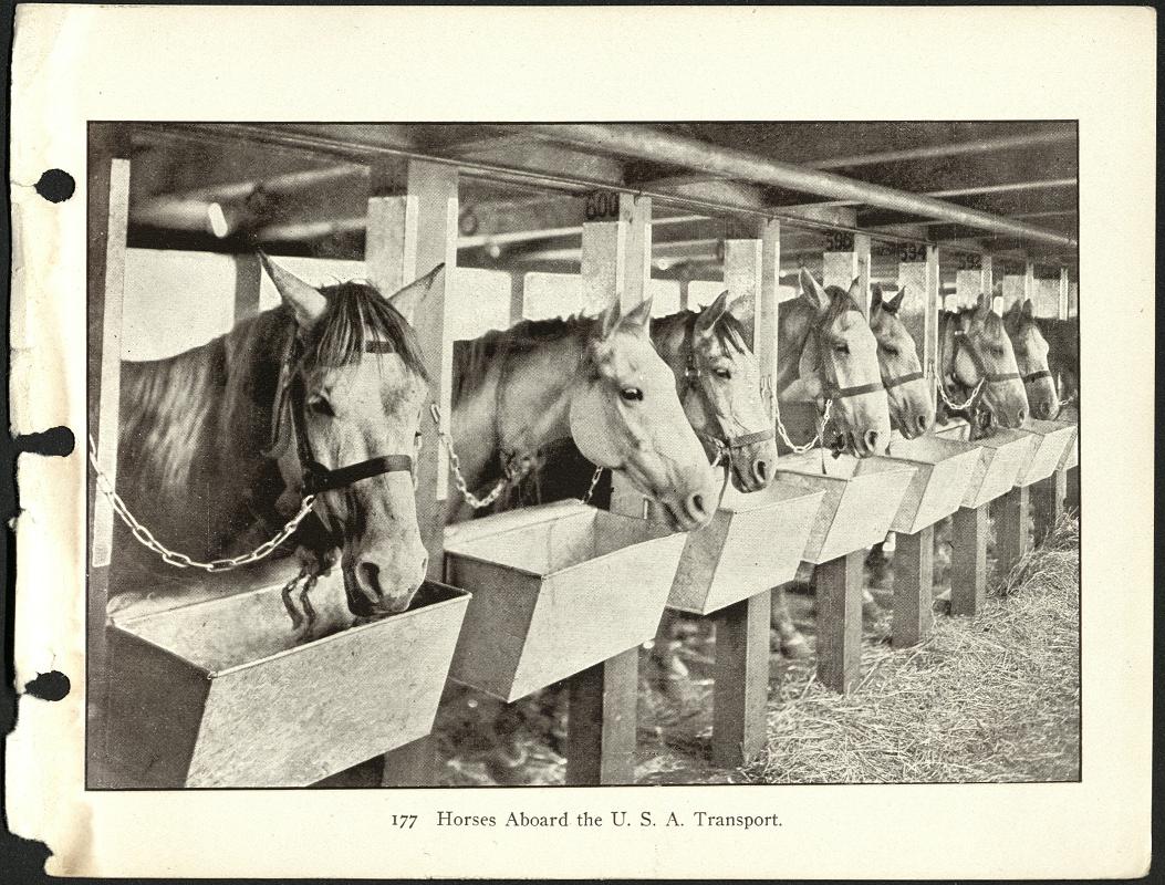 177. Horses aboard the U.S.A. transport.
