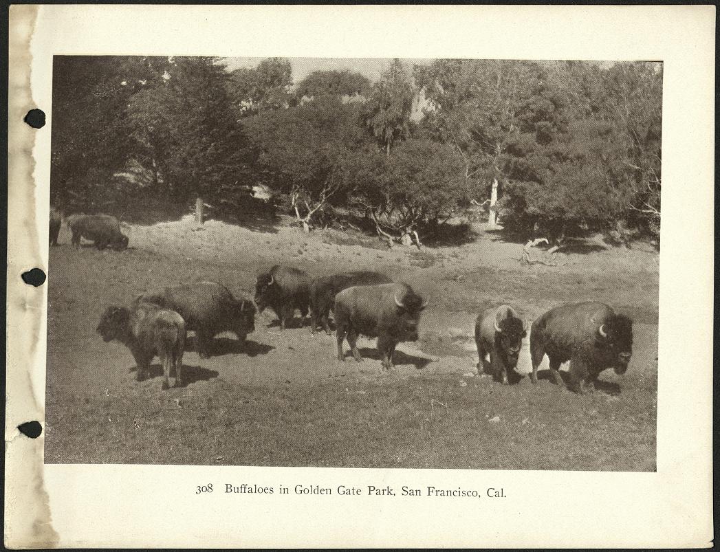 308. Buffaloes in Golden Gate Park, San Francisco, Cal.
