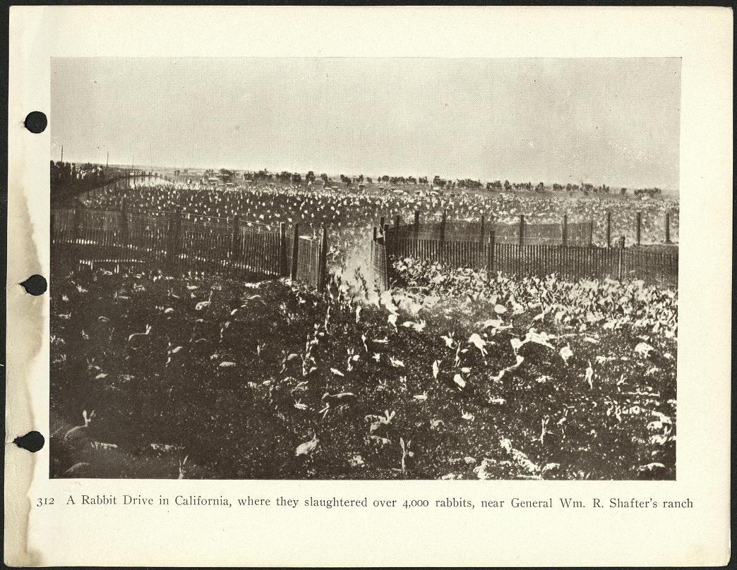 312. A rabbit drive in California, where they slaughtered over 4,000 rabbits, near General Wm. R. Shafter’s ranch.