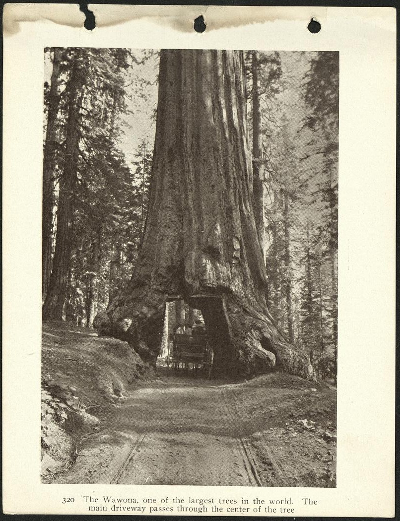 320. The Wawona, one of the largest trees in the world. The main driveway passes through the center of the tree.