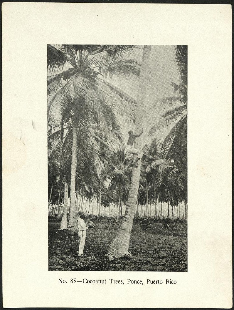 No. 75 – Filipino belles.