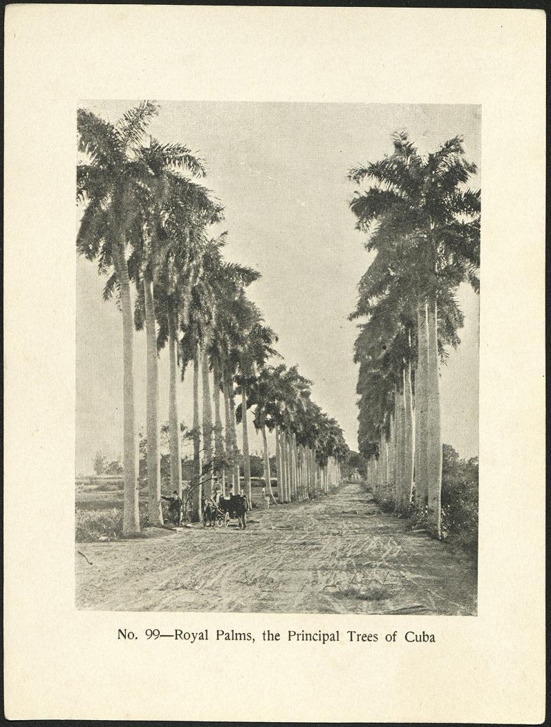 No. 99 – Royal Palms, the principal trees of Cuba.