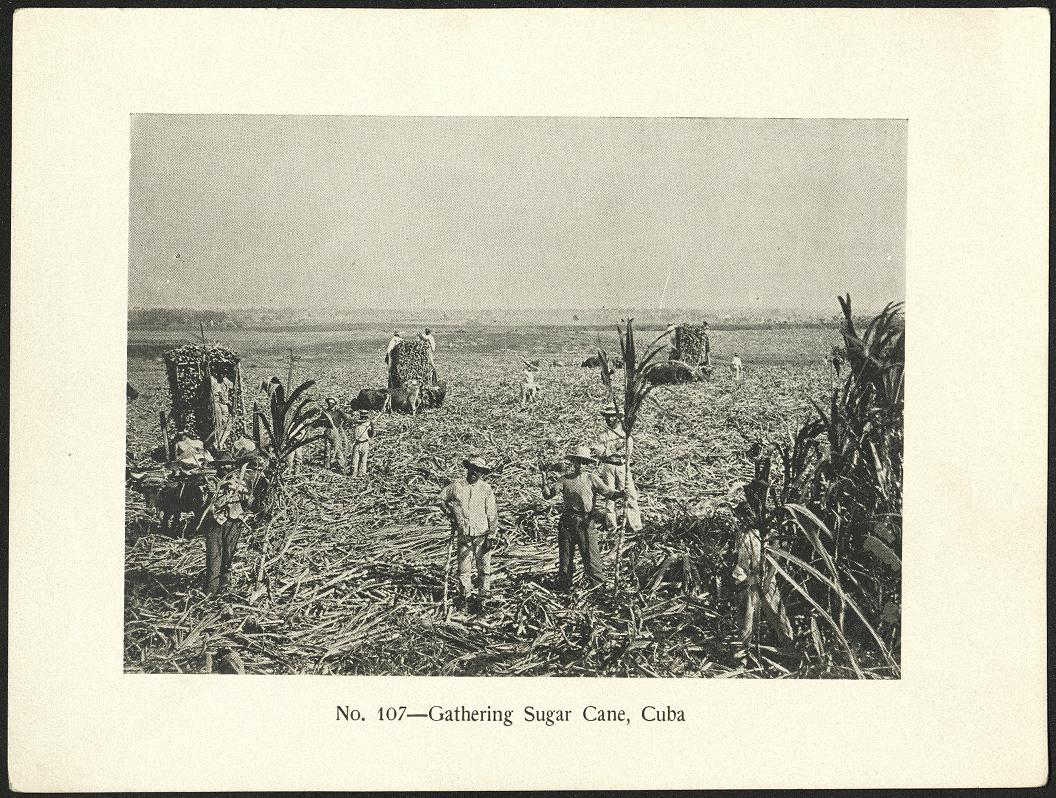 A Cock-Fight, the Favorite Filipino Sport.