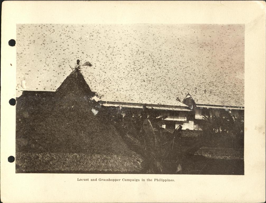 Locust and grasshopper campaign in the Philippines.