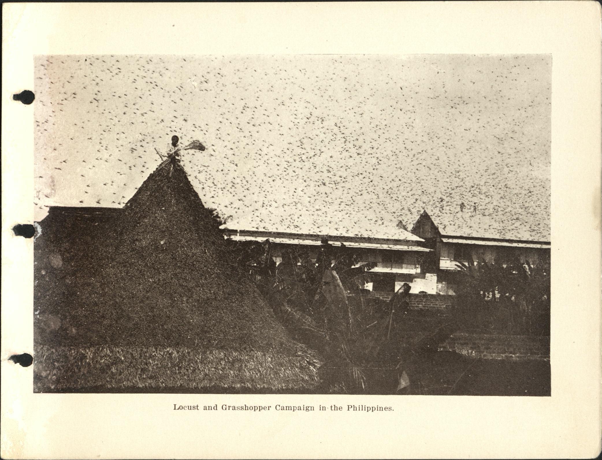 Locust and grasshopper campaign in the Philippines.