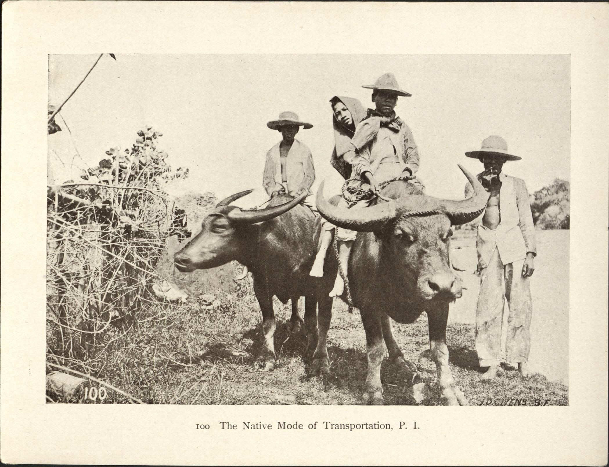 100. The native mode of transportation, P. I.
