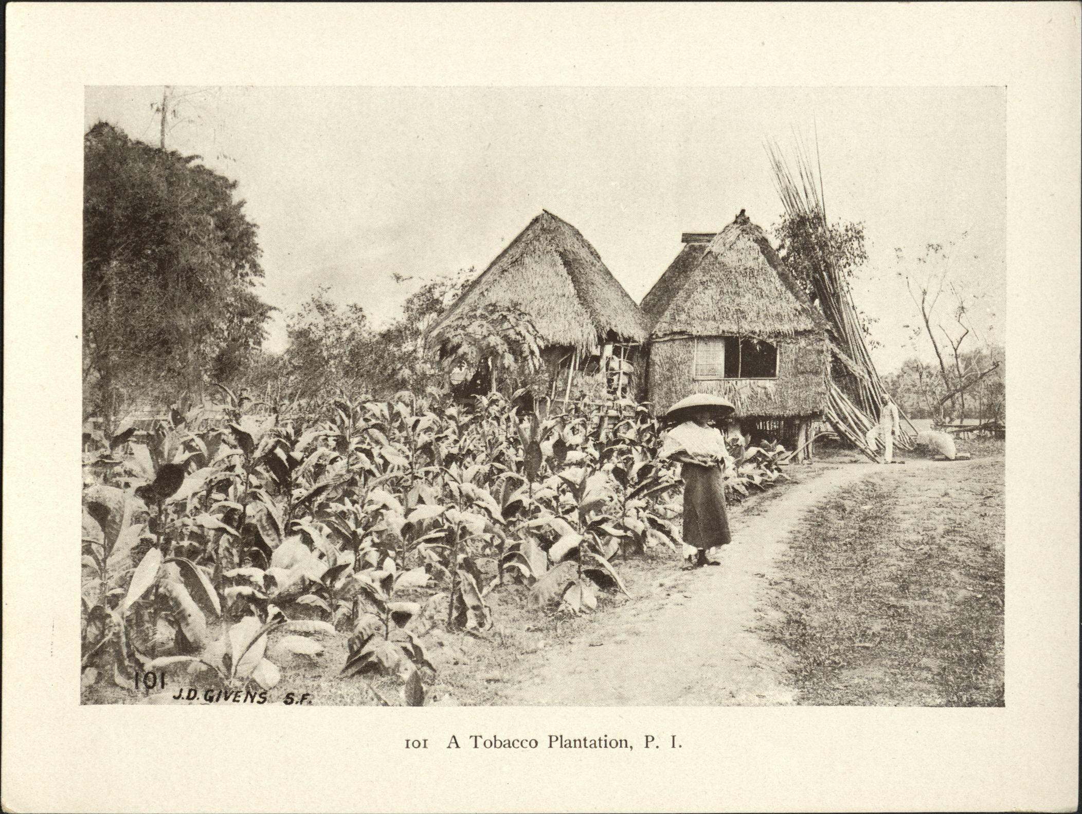 101. A tobacco plantation, P. I.