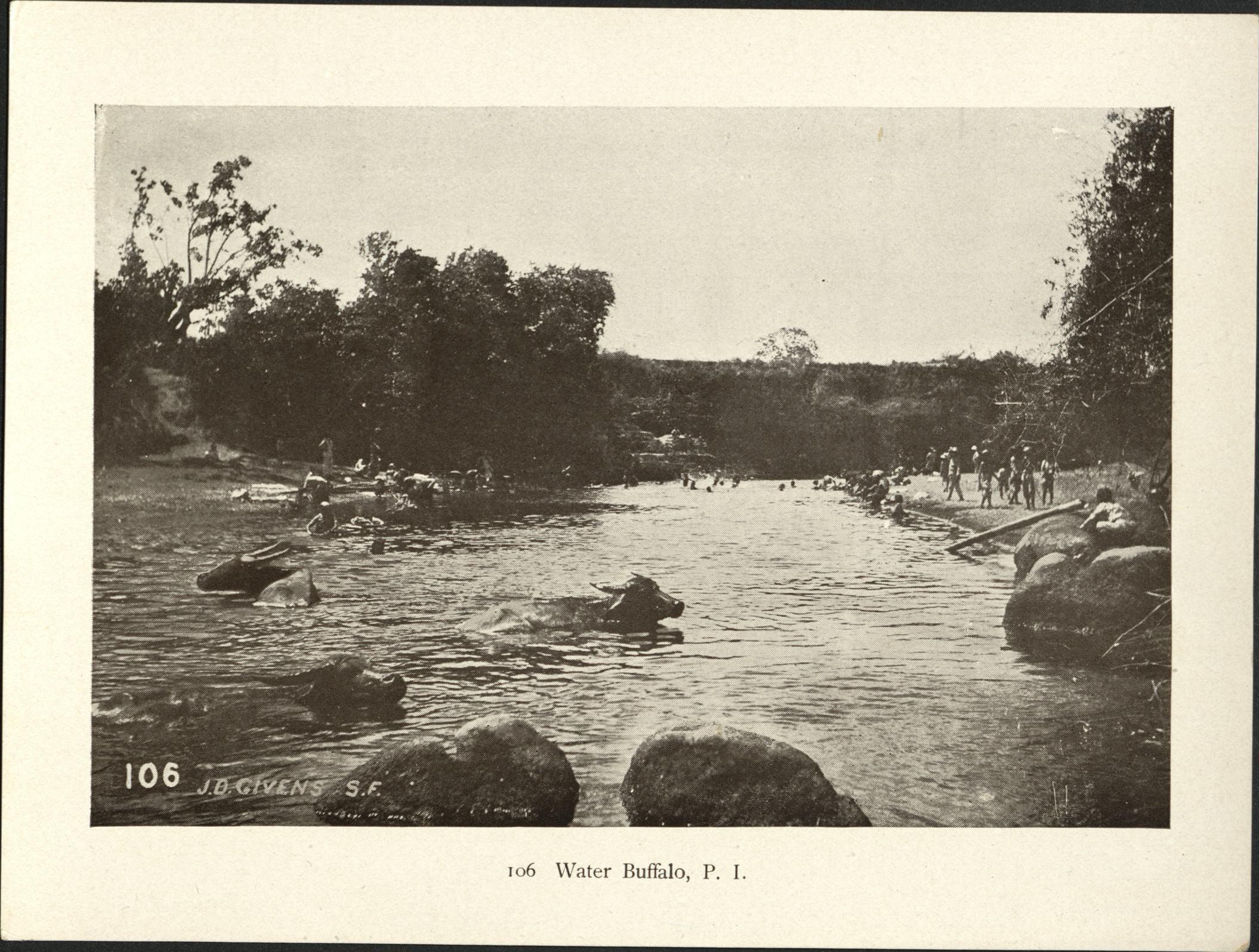 106. Water buffalo, P. I.