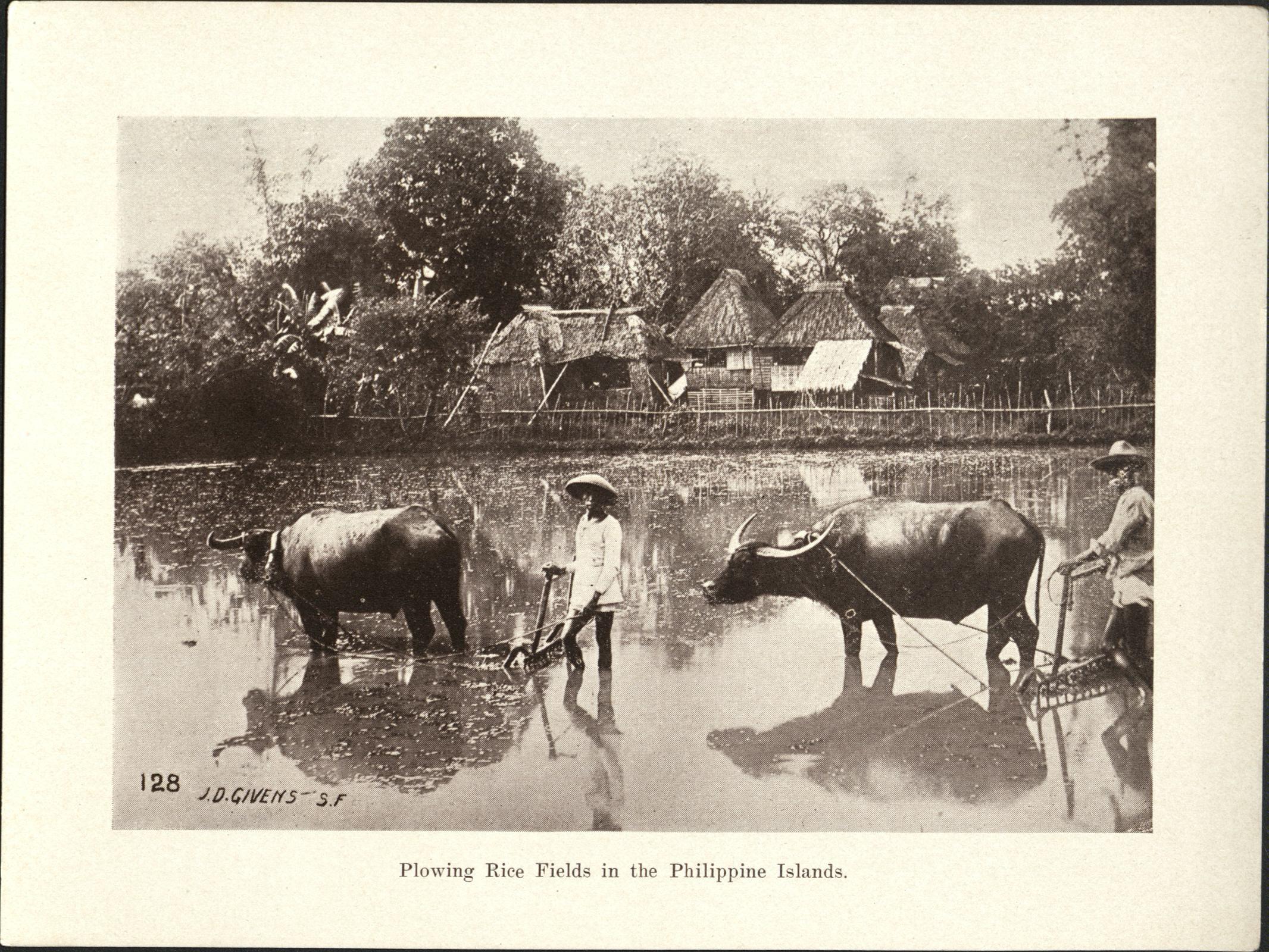 128. Plowing rice fields in the Philippine Islands.