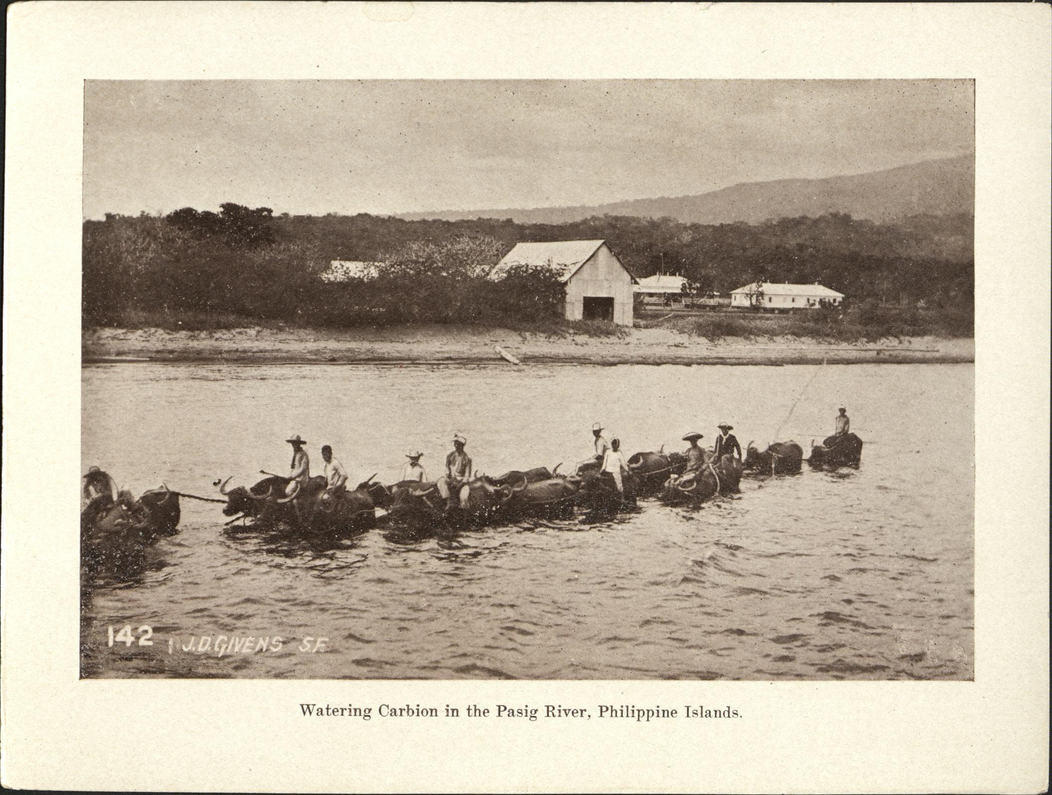 142. Watering carbion [carabao] in the Pasig River, Philippine Islands.
