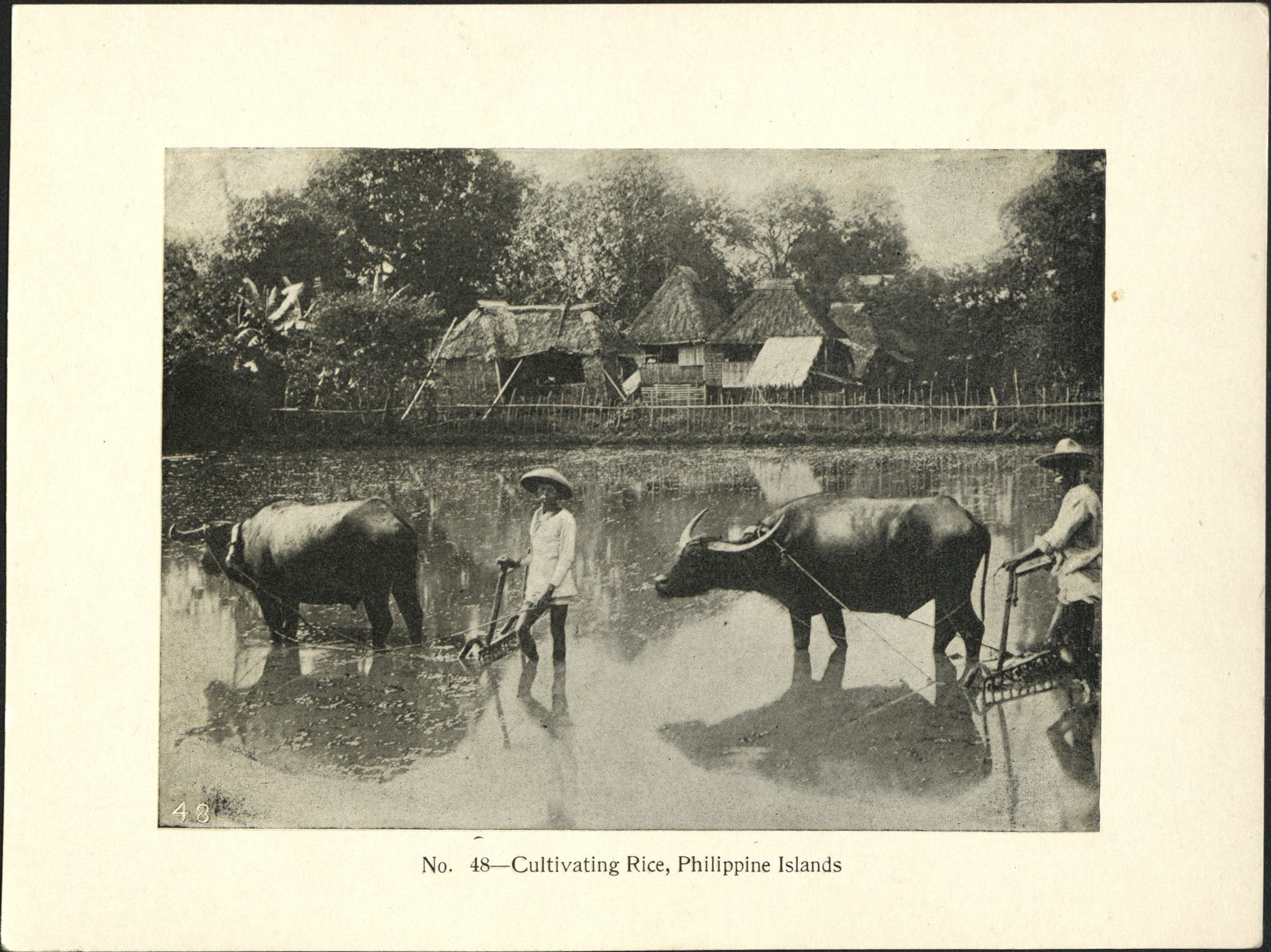 No. 48 – Cultivating rice, Philippine Islands.