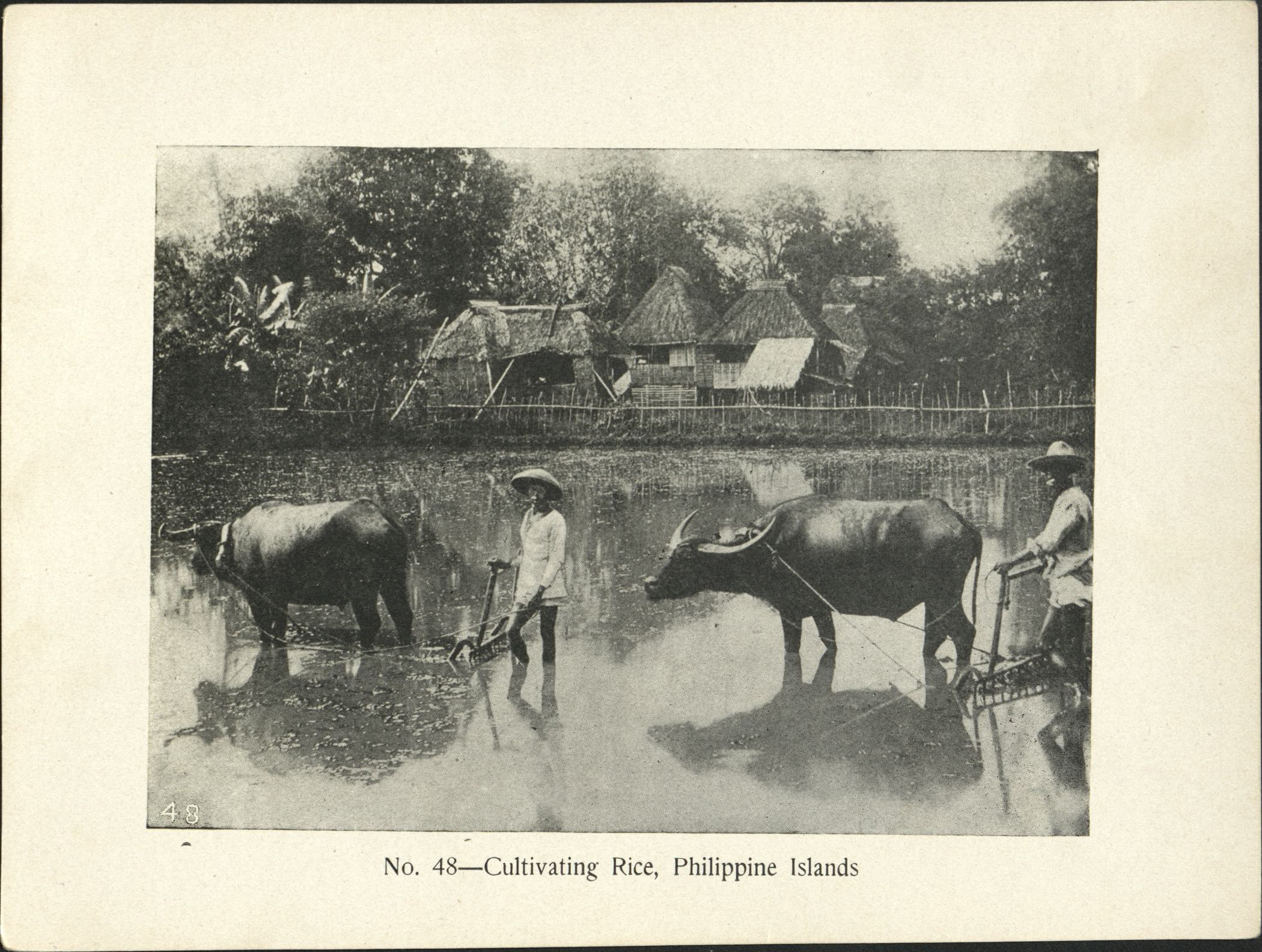 No. 48 – Cultivating rice, Philippine Islands.