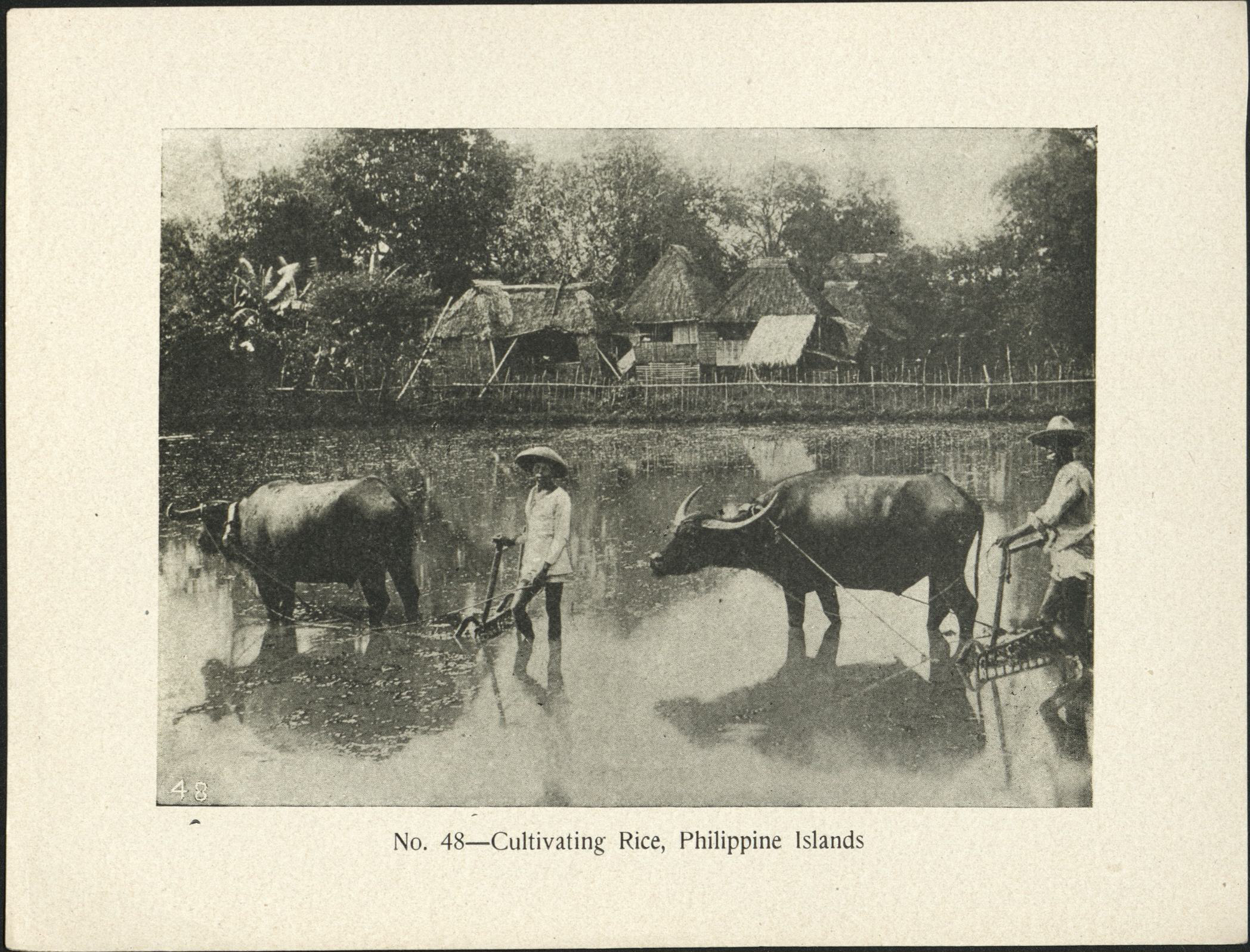 No. 48 – Cultivating rice, Philippine Islands.