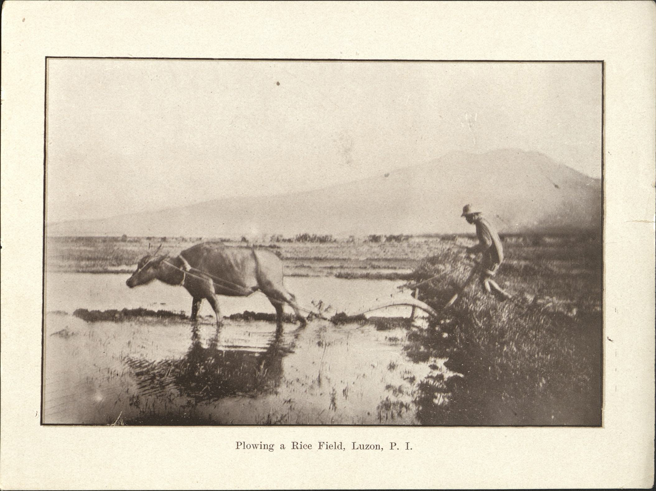 Plowing a rice field, Luzon, P. I.
