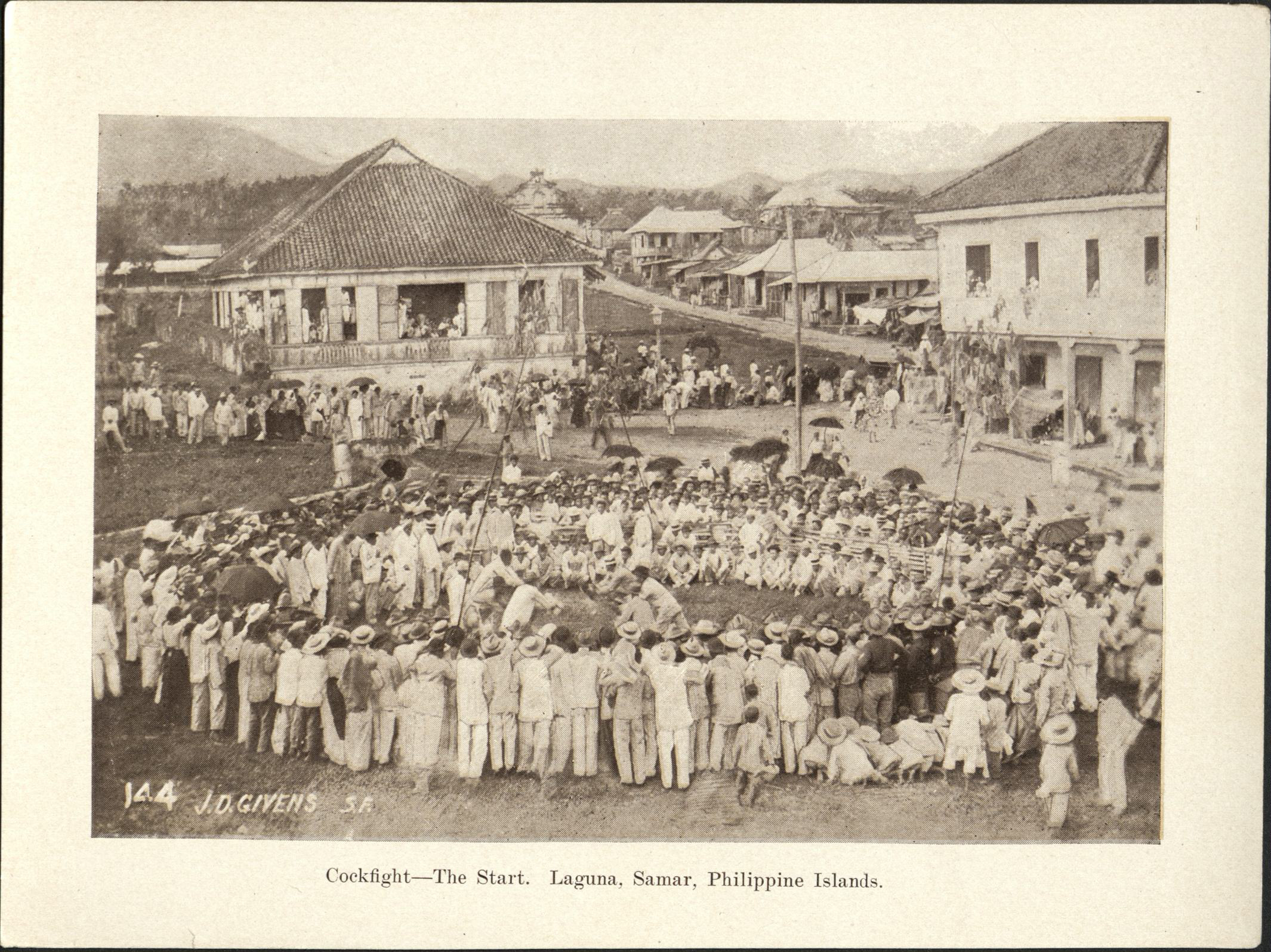 144. Cockfight – The start, Laguna [Laguan], Samar, Philippine Islands.