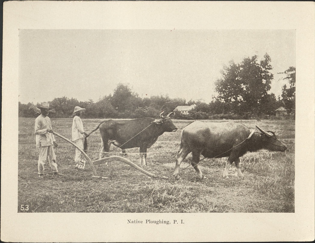 53. Native ploughing [plowing], P. I.
