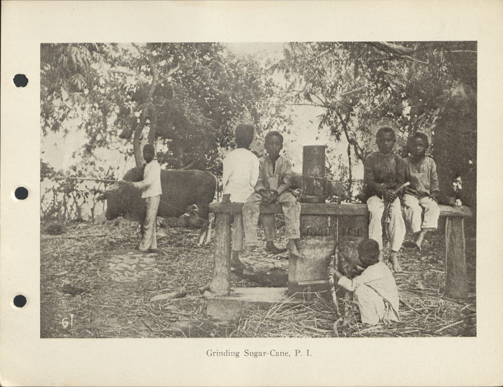 61. Grinding sugar-cane, P. I.