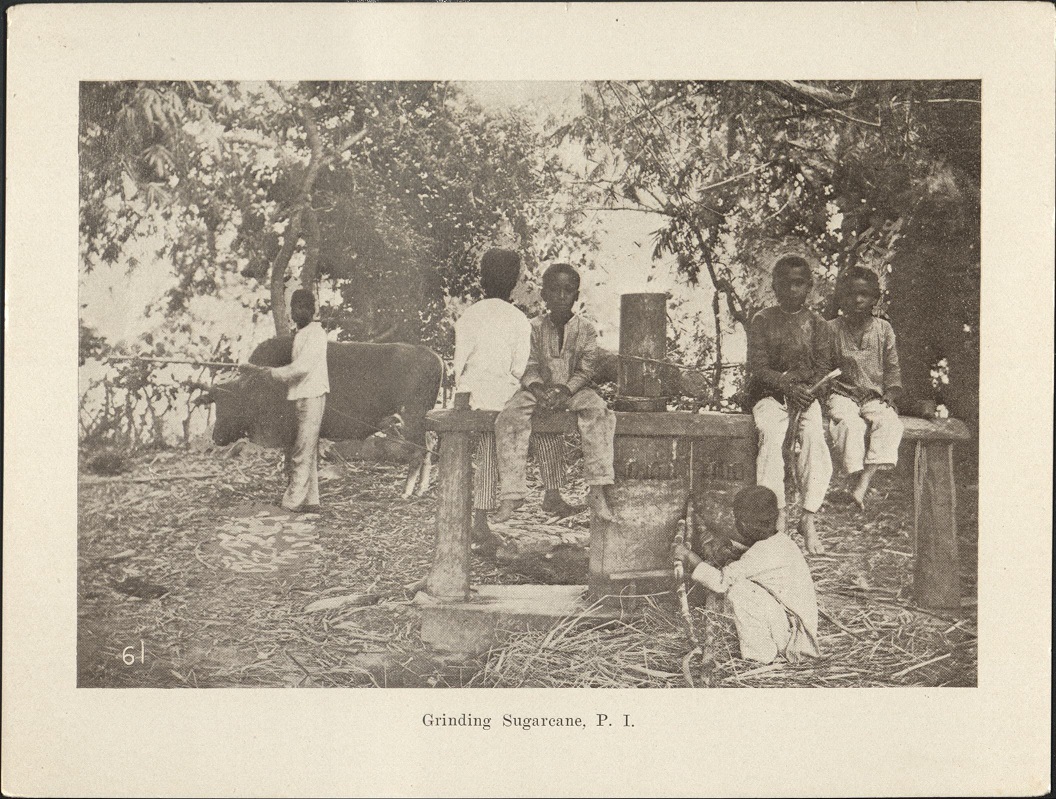 61. Grinding sugar-cane, P. I.