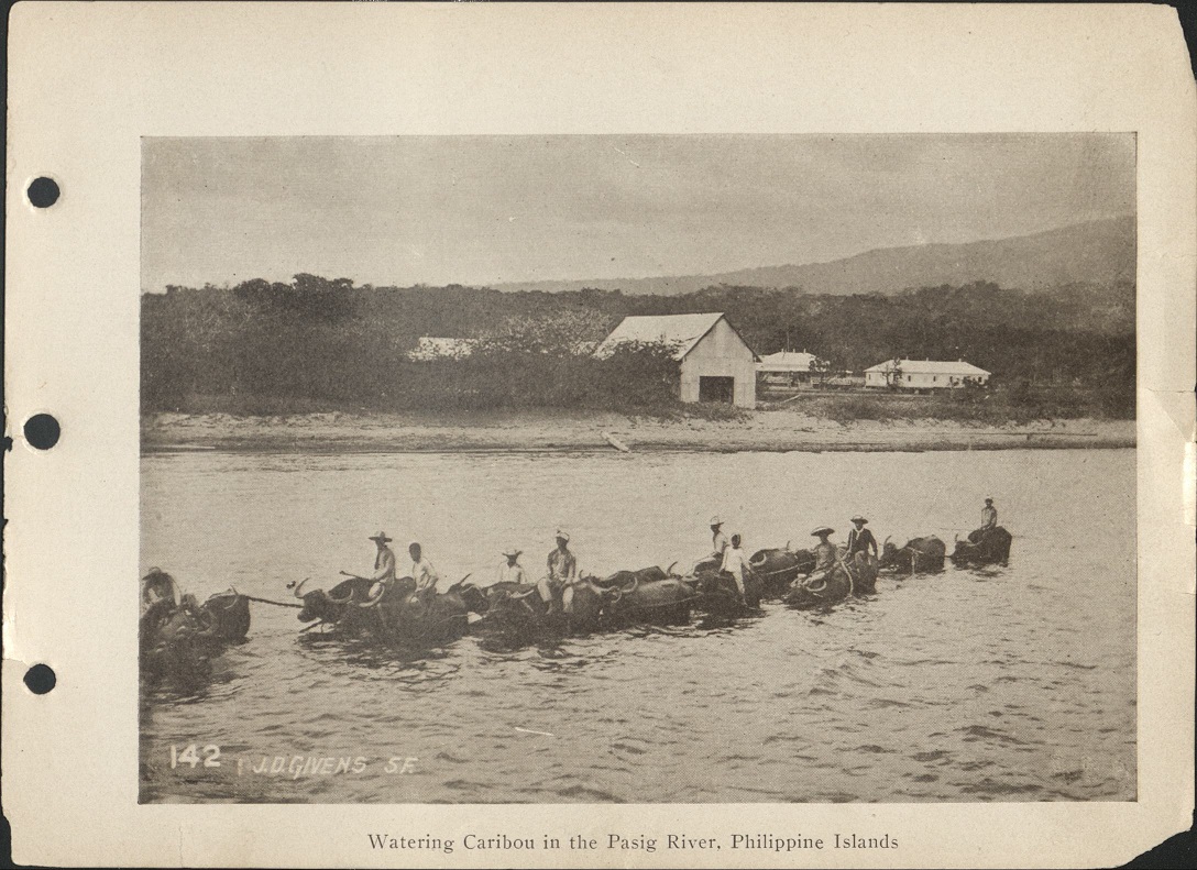 142. Watering caribou [carabao] in the Pasig River, Philippine Islands.