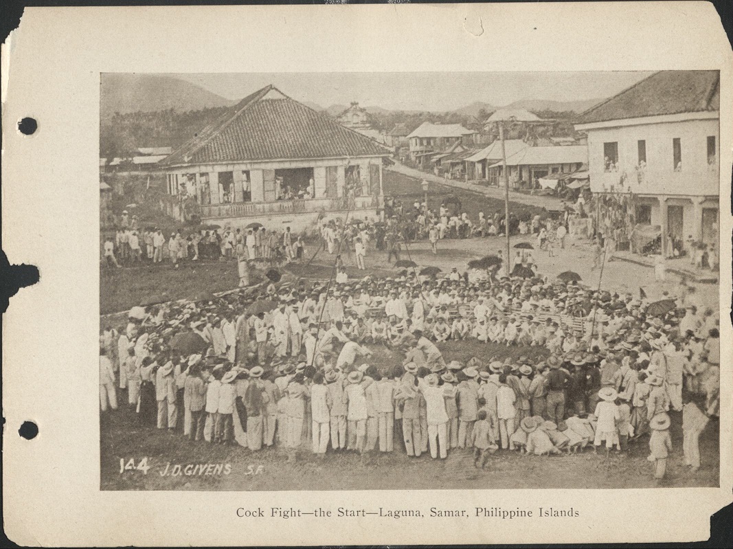 144. Cockfight – The start, Laguna [Laguan], Samar, Philippine Islands.