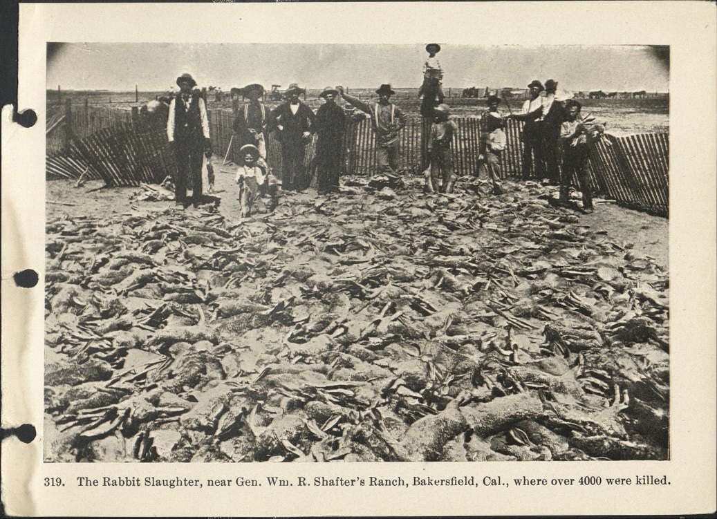 319. The rabbit slaughter, near Gen. Wm. R. Shafter’s ranch, Bakersfield, Cal., where over 4000 were killed.