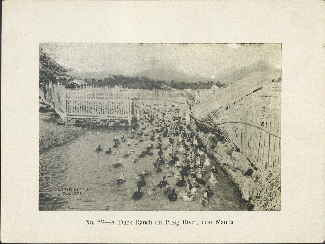 No. 59 – A duck ranch on the Pasig River, near Manila.