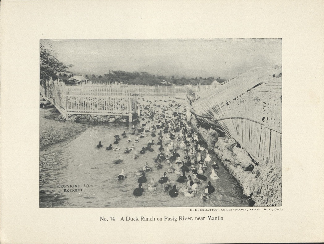 No. 74 – A duck ranch on the Pasig River, near Manila.