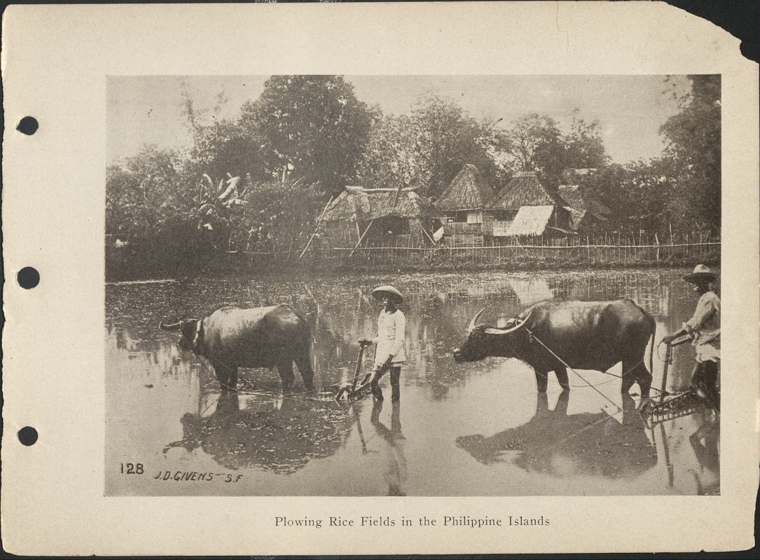 128. Plowing rice fields in the Philippine Islands.