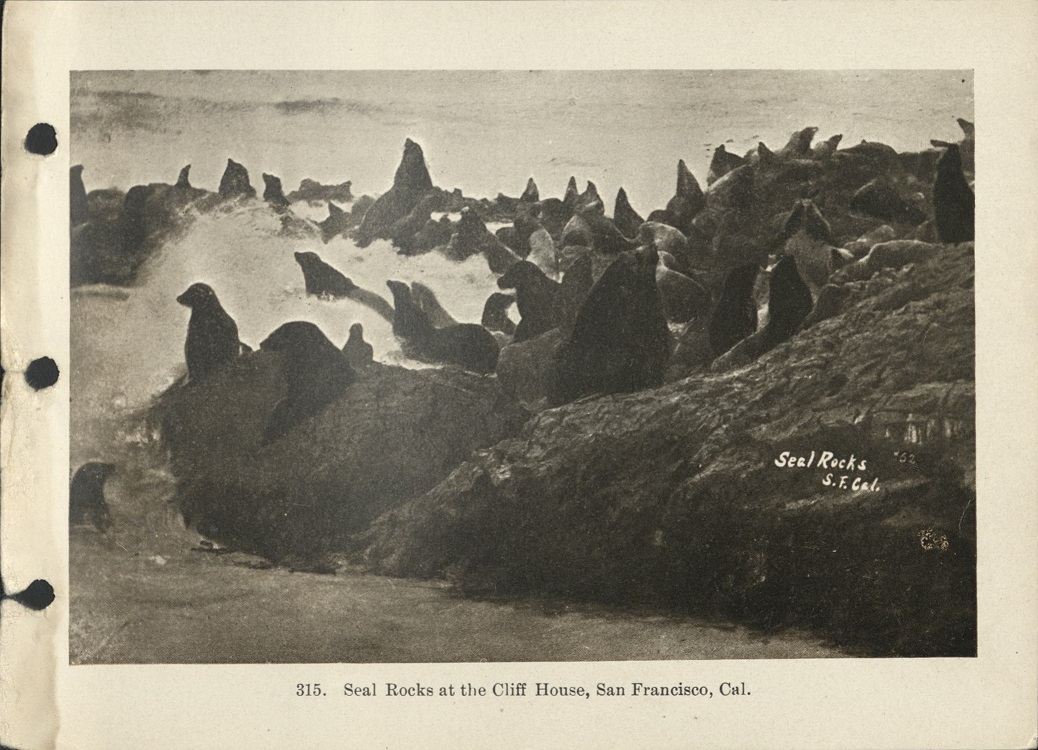315. Seal Rocks at the Cliff House, San Francisco, Cal.